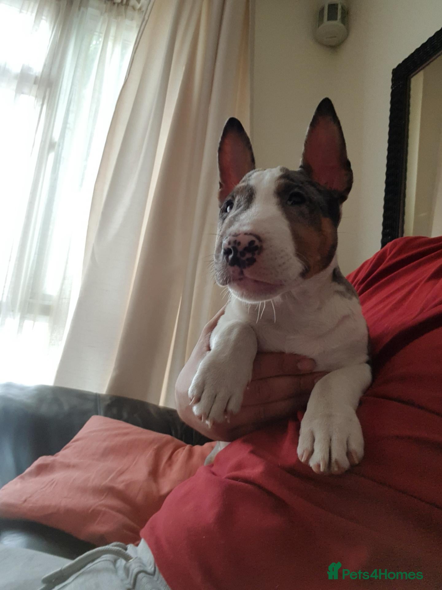 Miniature Bull terrier dogs AKC & KC Registered Miniature English bull terrier - Advert 2