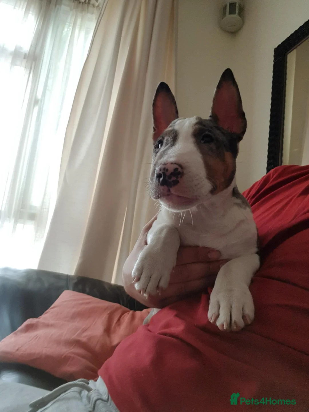 Miniature Bull terrier dogs for sale: AKC & KC Registered Miniature English bull terrier - Advert 2