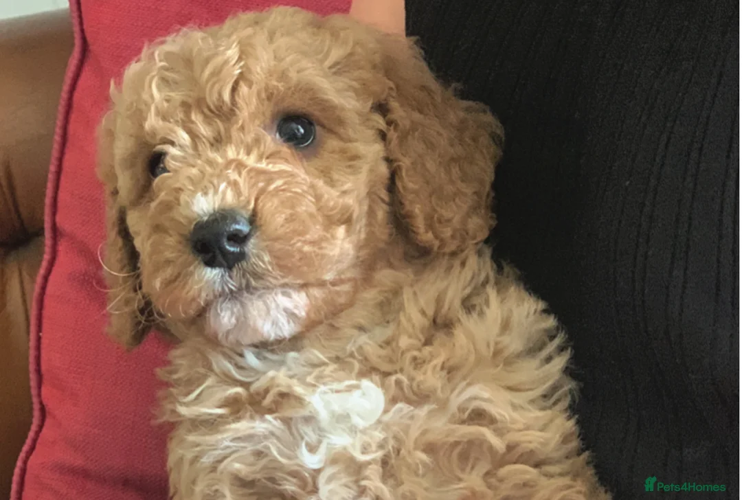 Cockapoo dogs for sale: Cockapoo Puppies – Ready Now in Wigton - Advert 1