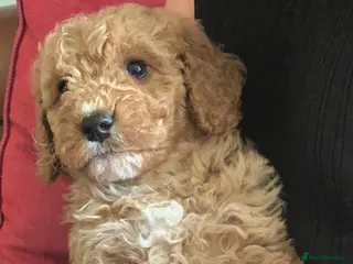 Cockapoo dogs Cockapoo Puppies – Ready Now - Advert 1