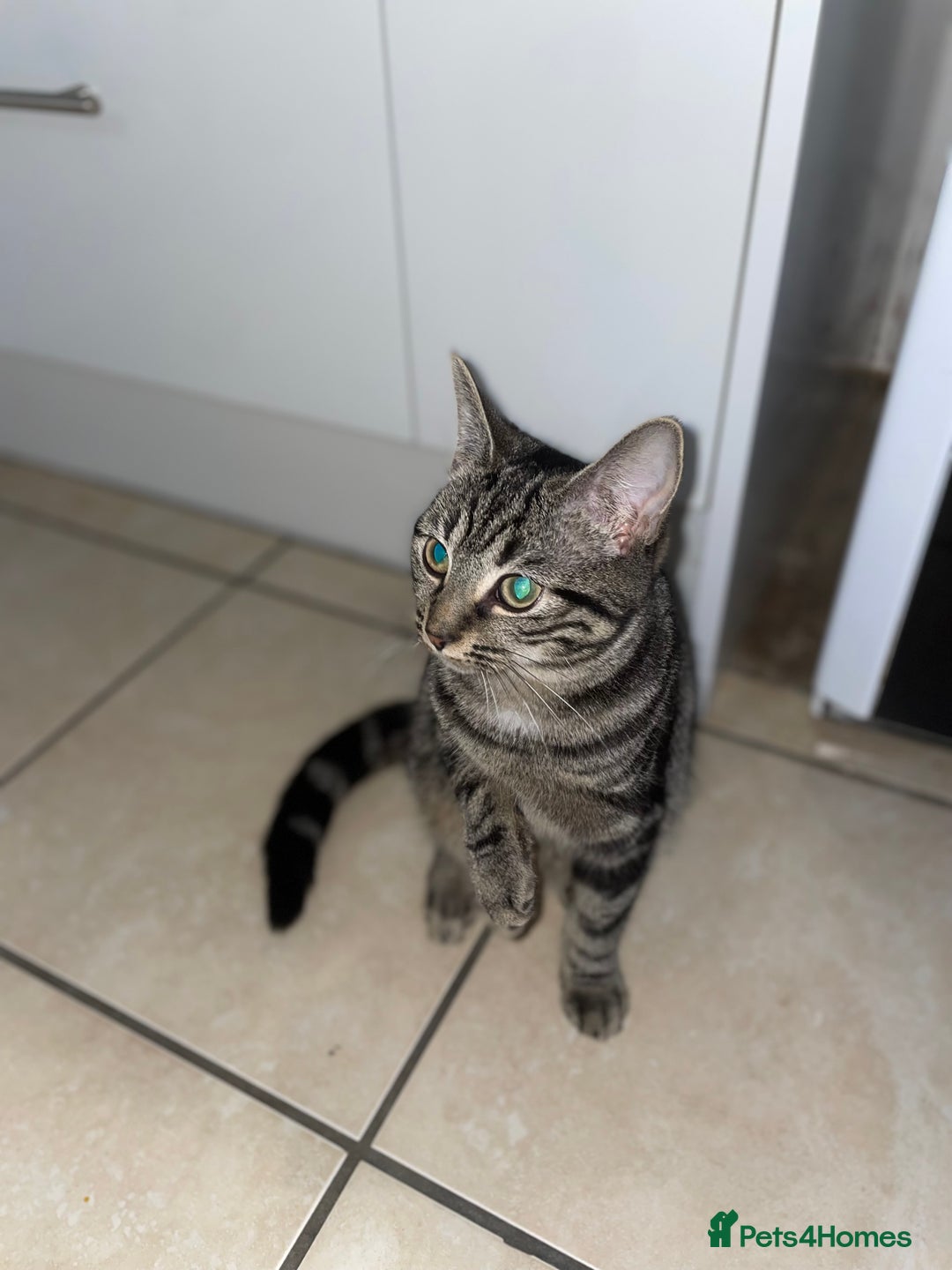 American Shorthair cats for sale: American short hair kitten  - Advert 3