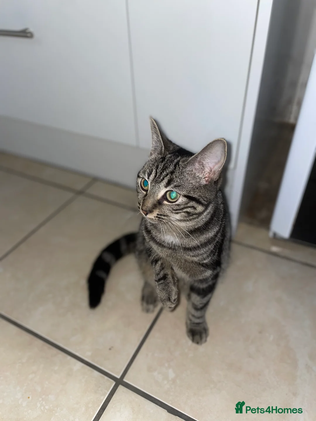 American Shorthair cats for sale: American short hair kitten  - Advert 3