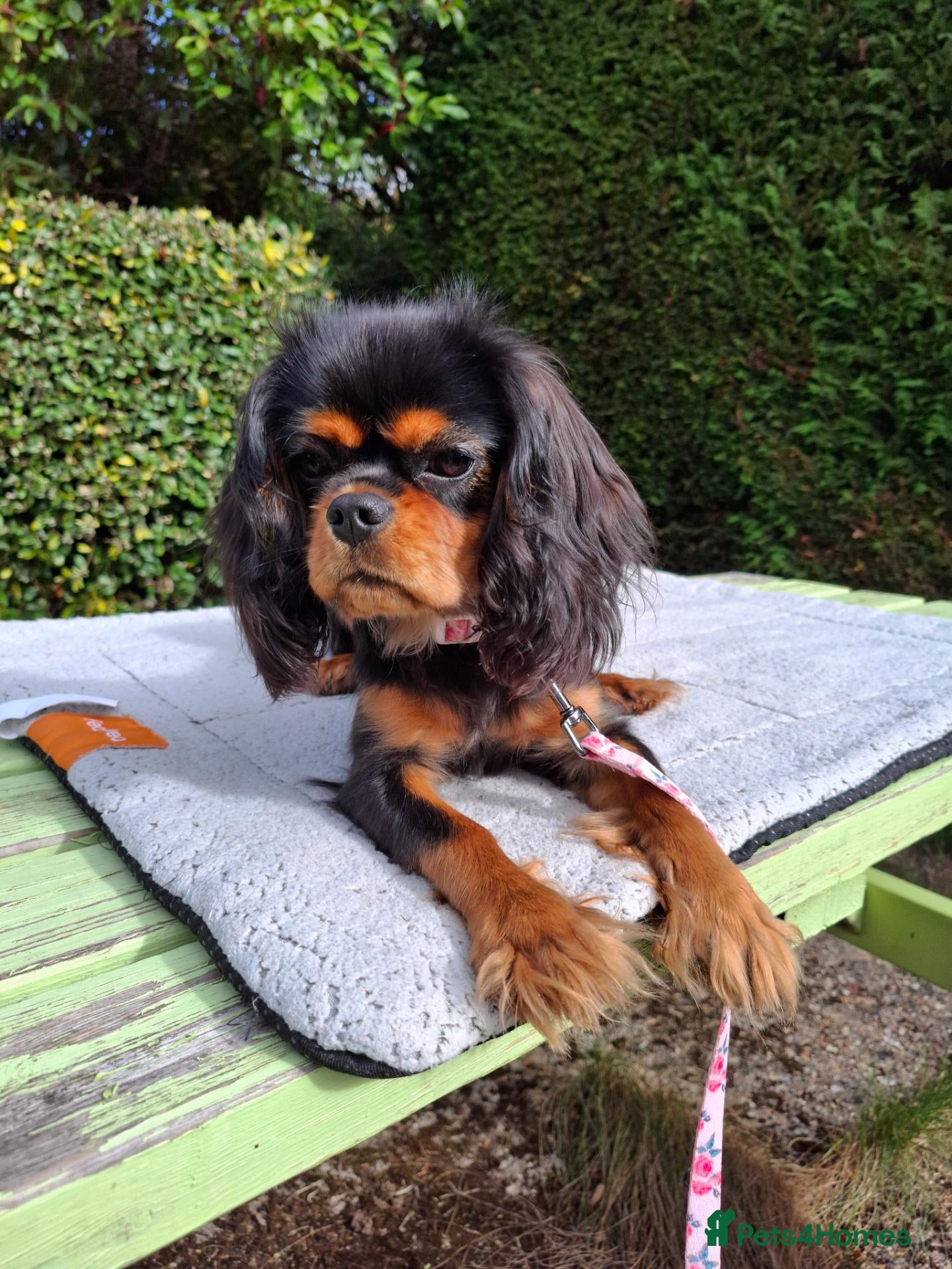 Cavalier King Charles Spaniel dogs Beautiful Black/Tan Cavalier Girl - Advert 2
