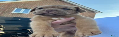 Dogue De Bordeaux 6