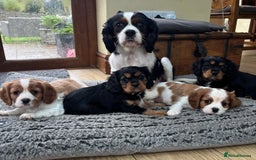 Cavalier King Charles Spaniel dogs for sale: Gorgeous Cavalier king charles puppies for sale - Image 1