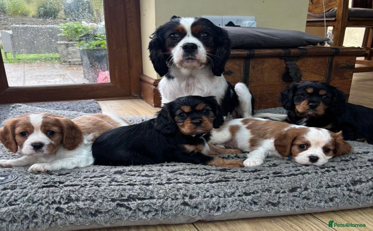 Cavalier King Charles Spaniel dogs - Advert 3