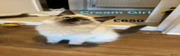 Ragdoll cats for sale: 💖Fabulous Pure Ragdoll Kittens Waiting for Love❤️ - Advert 15