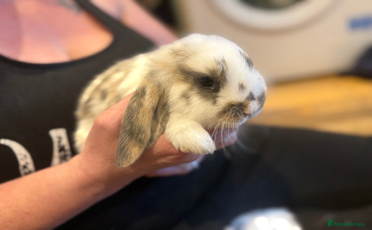 French Lop rabbits - Advert 1