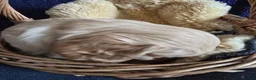 Cockapoo dogs for sale: Stunning homebred cockapoos - Advert 13