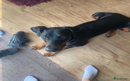 Dobermann dogs for sale: Doberman Male 18 months old  - Image 4