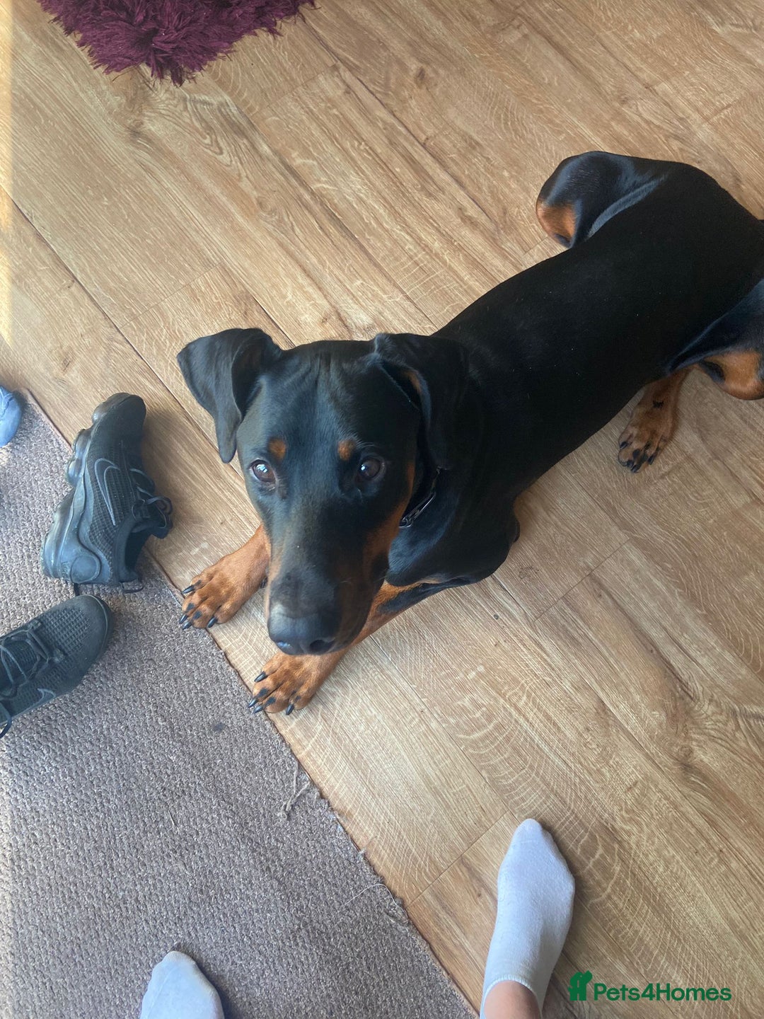Dobermann dogs for sale: Doberman Male 18 months old  - Image 4