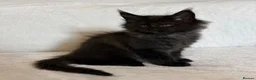 Maine Coon cats for sale: READY NOW🐾STUNNING GCCF REGISTERED MC KITTENS🐾 - Advert 22