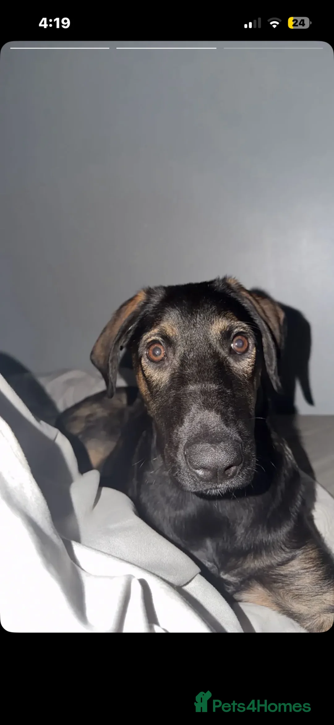 Mixed Breed dogs for sale: German shepherd X - Advert 1