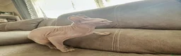 Sphynx cats for sale: Urgent - Petite Silver Sphynx Girl needs new home - Advert 3