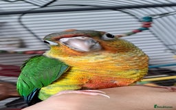 Conures birds for sale:  Yellow side Baby Green cheek conure  - Image 1