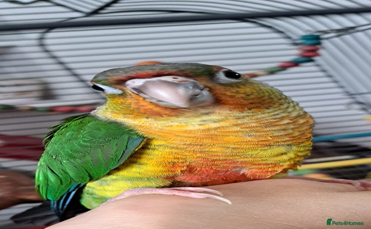 Conures birds - Advert 2