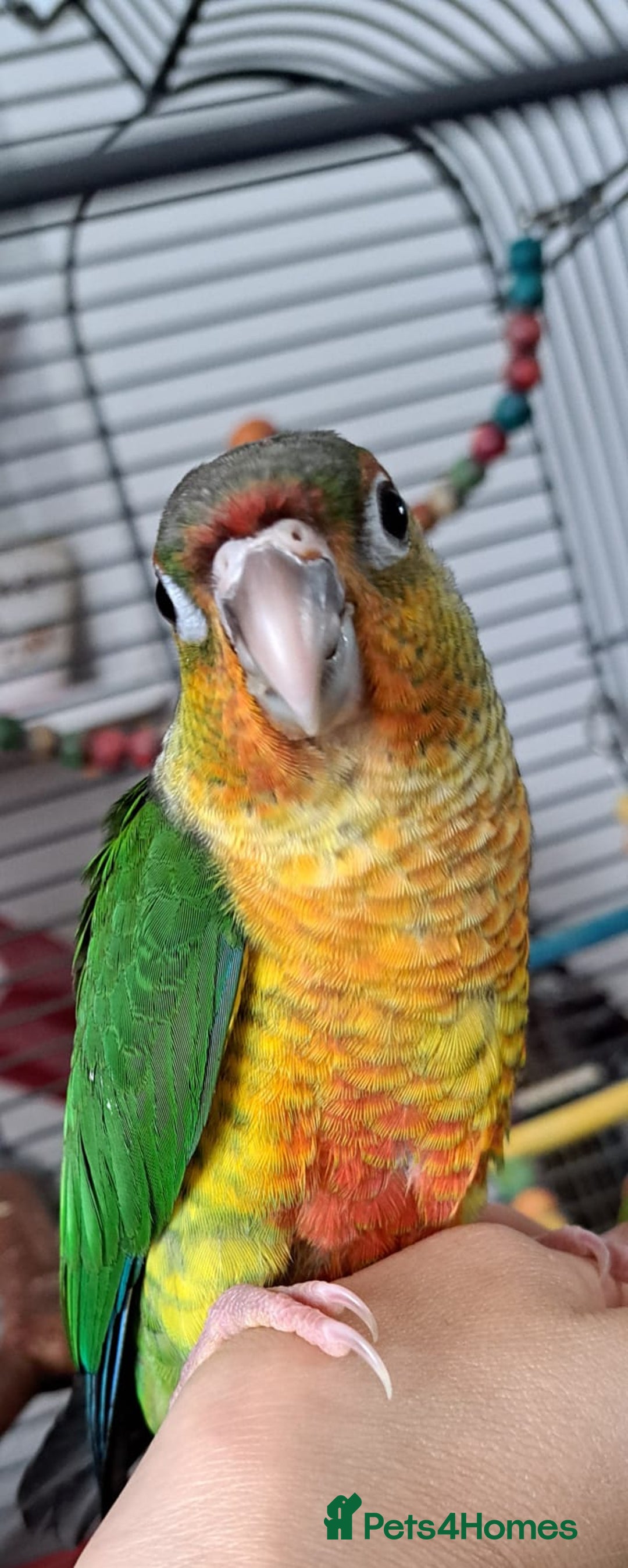 Conures birds for sale:  Yellow side Baby Green cheek conure  - Image 1