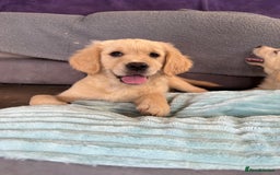 Golden Retriever dogs for sale: KC registered/Health tested Golden Retrievers  - Image 9