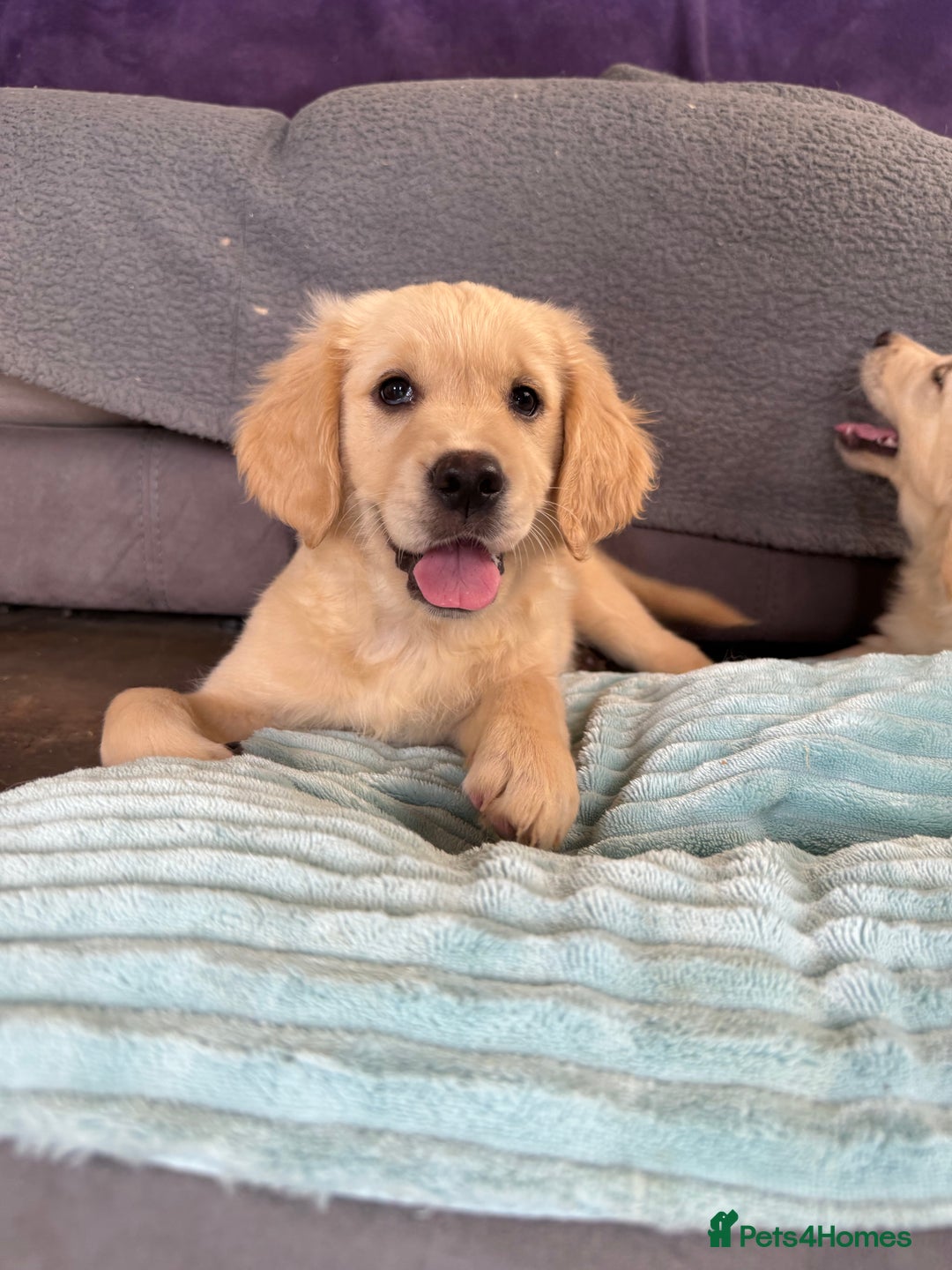 Golden Retriever dogs for sale: KC registered/Health tested Golden Retrievers  - Image 9