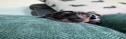Miniature Dachshund dogs for sale: Stunning miniature dachshund puppies - Advert 10