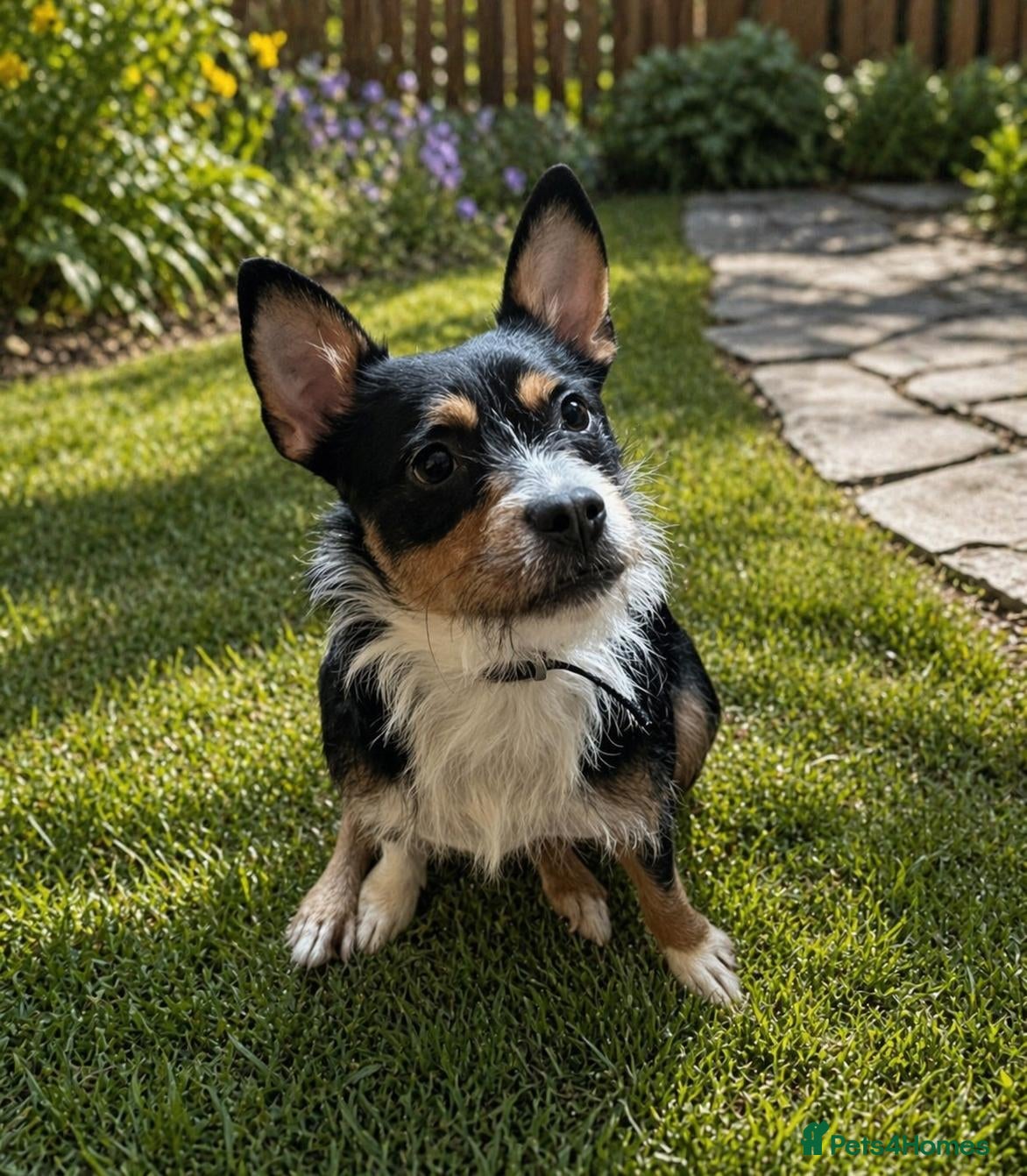 Mixed Breed dogs Gorgeous Boy For Adoption  - Advert 1