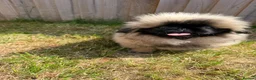 Pekingese dogs for sale: Outstanding Pekingese Girl in Warrington - Advert 4