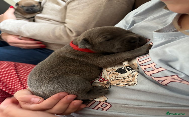 Staffordshire Bull Terrier dogs - Advert 7