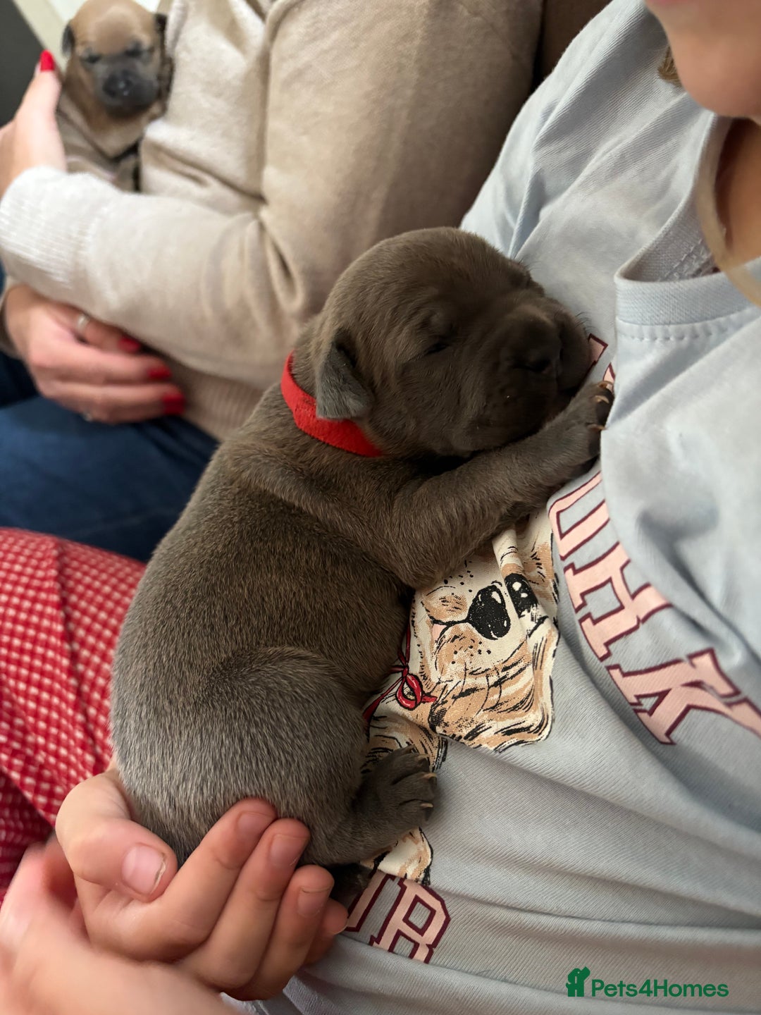 Staffordshire Bull Terrier dogs for sale: Blue staffy pups (mum is champion bred kc) - Image 1