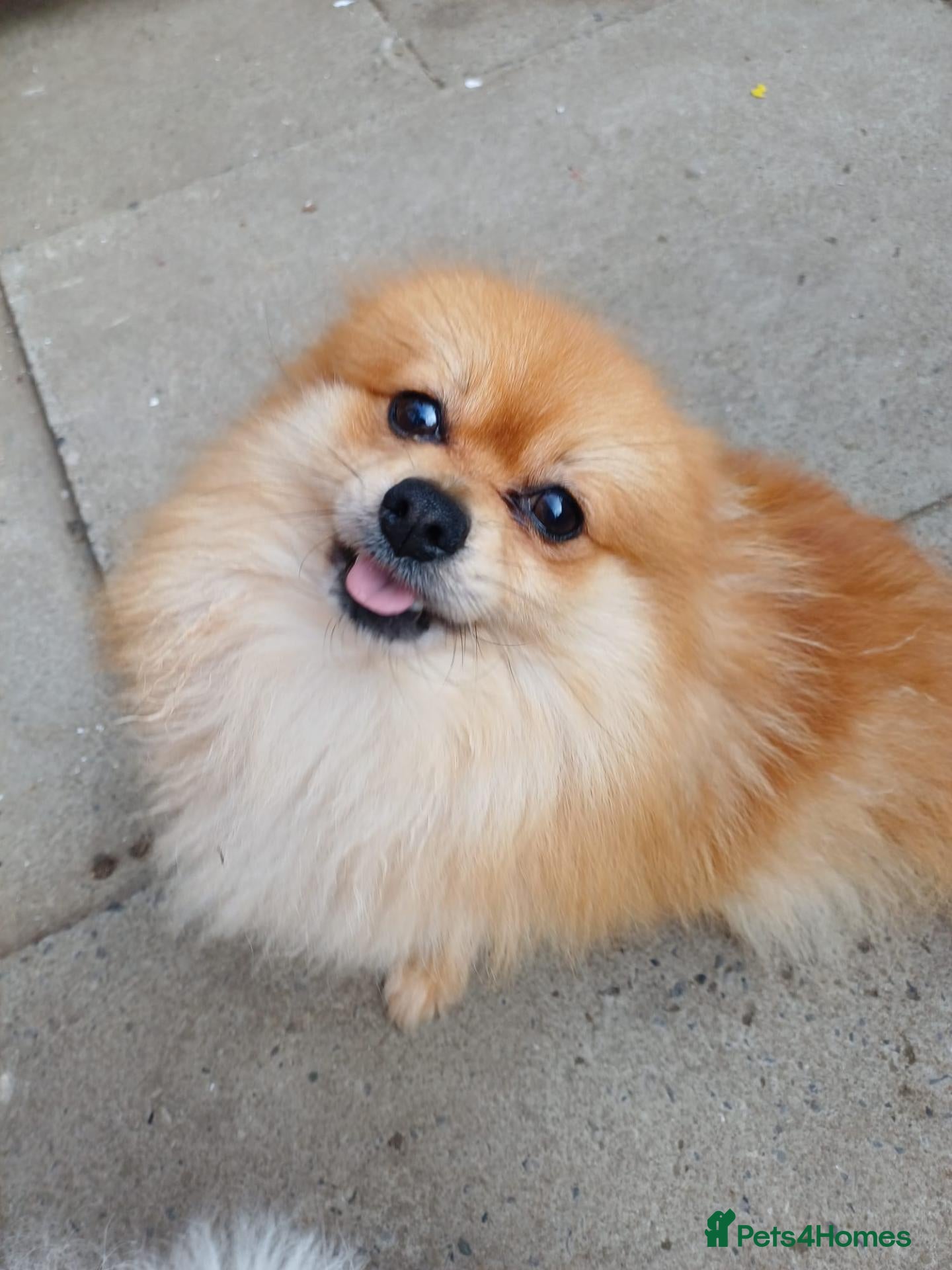 Pomeranian dogs Male Pomeranian 2 Years Old - Advert 3