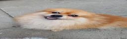 Pomeranian dogs for sale: Male Pomeranian 2 Years Old - Advert 1