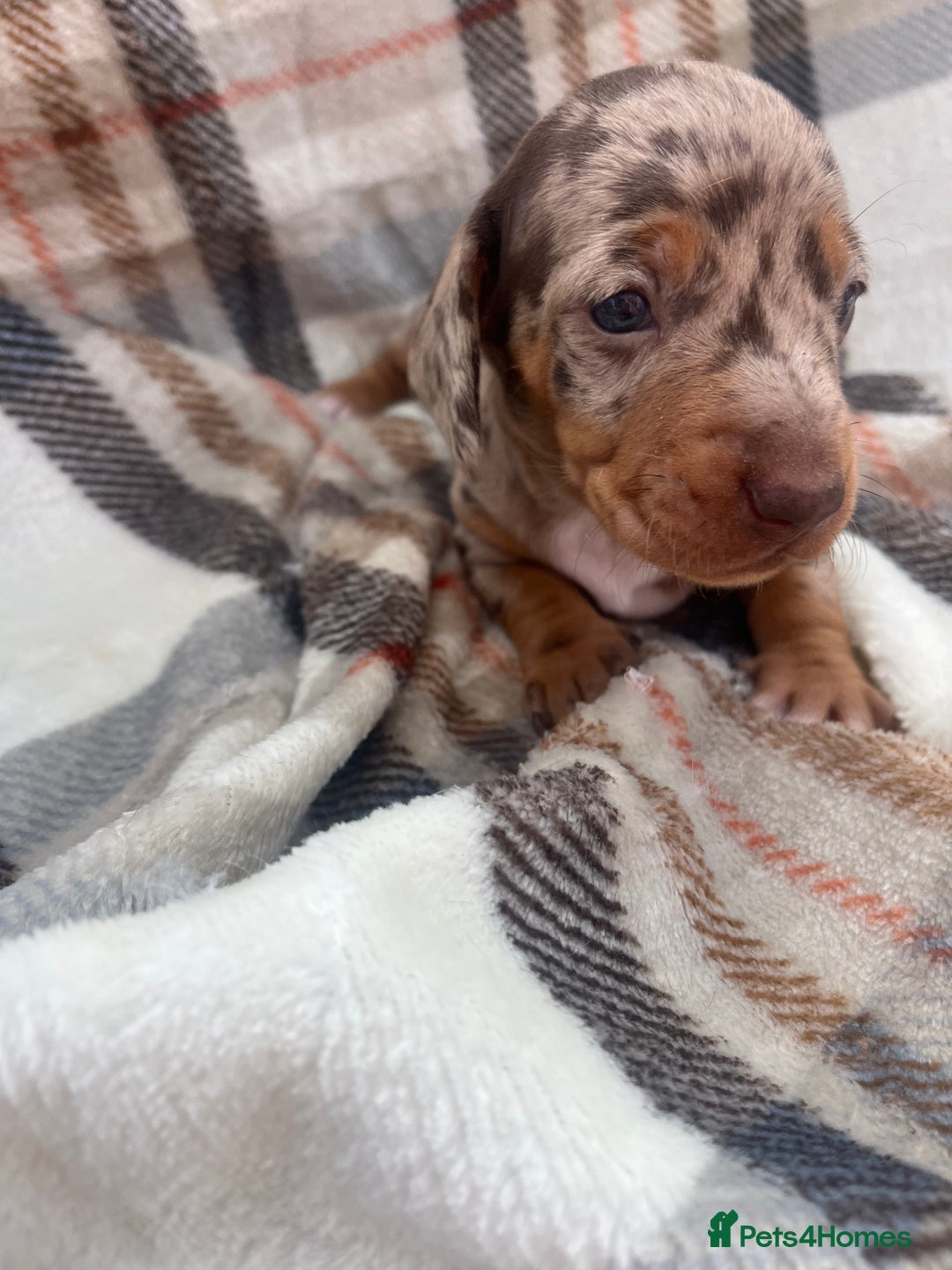 Miniature Dachshund dogs for sale: 5⭐️BREEDERS🏆KCREG🌸6GIRL💙1BOY🩺HEALTH TESTED🧬 - Image 9