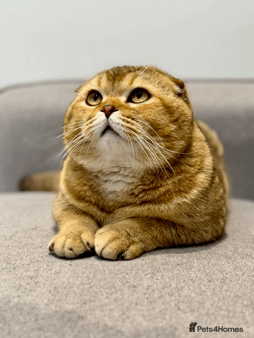 Scottish Fold cats for sale: Beautiful Scottish Fold Cat Looking 4 Loving Home - Image 12