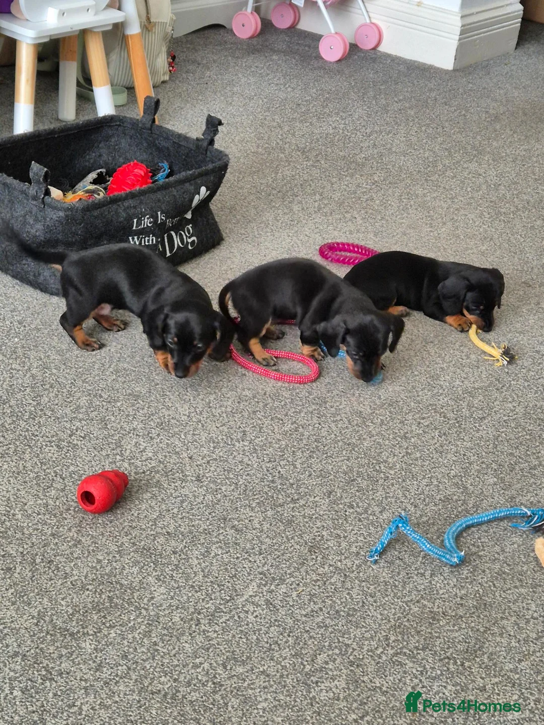 Dachshund dogs for sale: Beautiful Miniature Dachshunds  - Advert 2