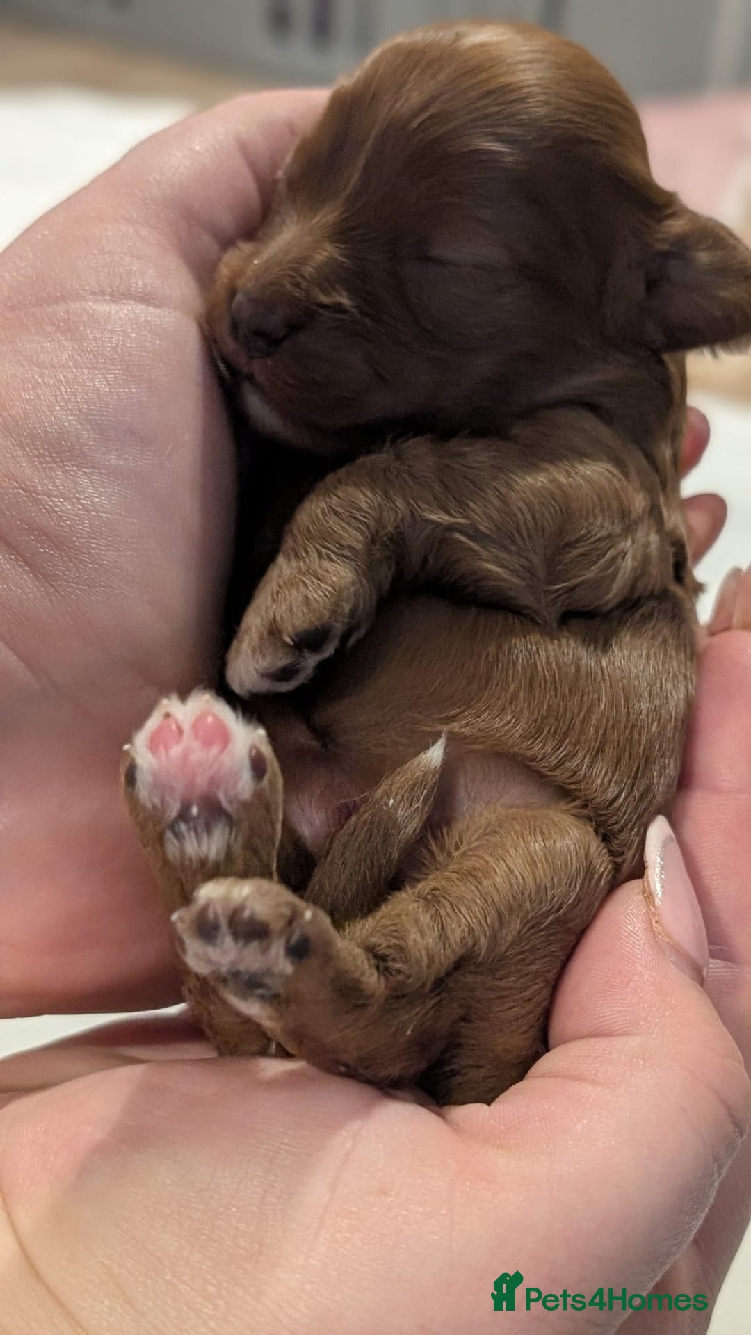 Cavapoo dogs for sale: Rare extensively health tested F1 cavapoos  - Image 12