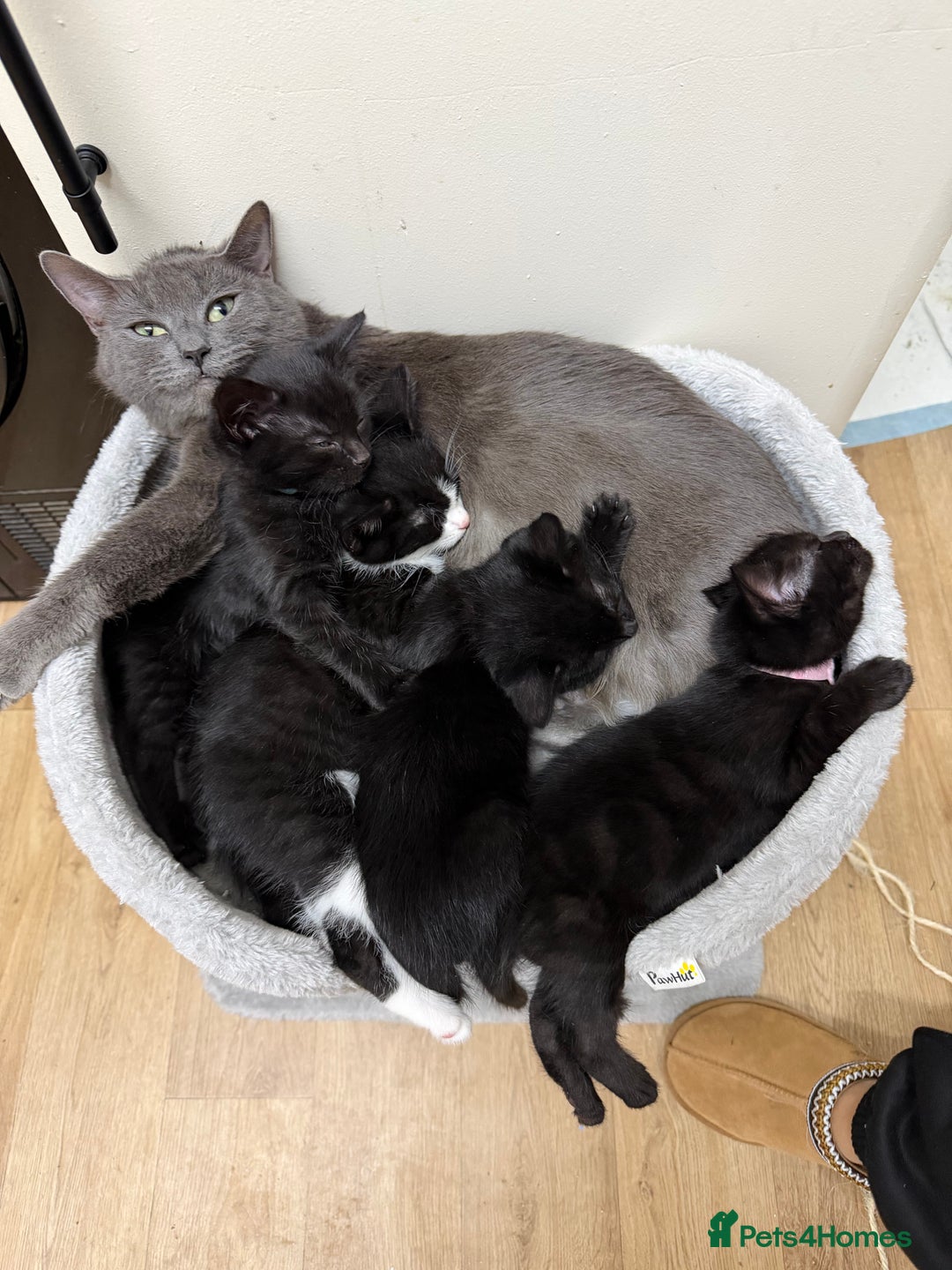 Mixed Breed cats for sale: Kittens for sale  - Advert 3