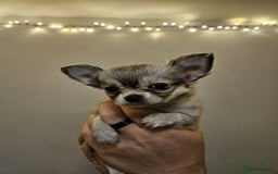 Chihuahua dogs for sale: Male Puppy Long haired Fawn and Sable Chihuahuas  - Advert 8