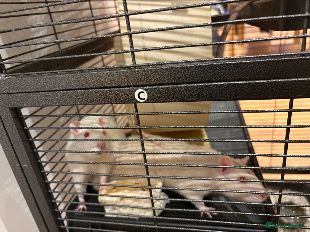 Rat rodents for sale: Rats with cage - Advert 5