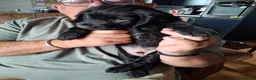 Cocker Spaniel dogs for sale: Beautiful Cocker Spaniel Puppies in Hunstanton - Advert 6