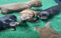 Cocker Spaniel dogs for sale: Make Working cocker spaniel puppies  - Image 8