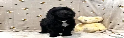 Cockapoo dogs for sale: ❤️Gentle & Affectionate Mini DNA CLEAR F1 Cockapoo - Advert 7