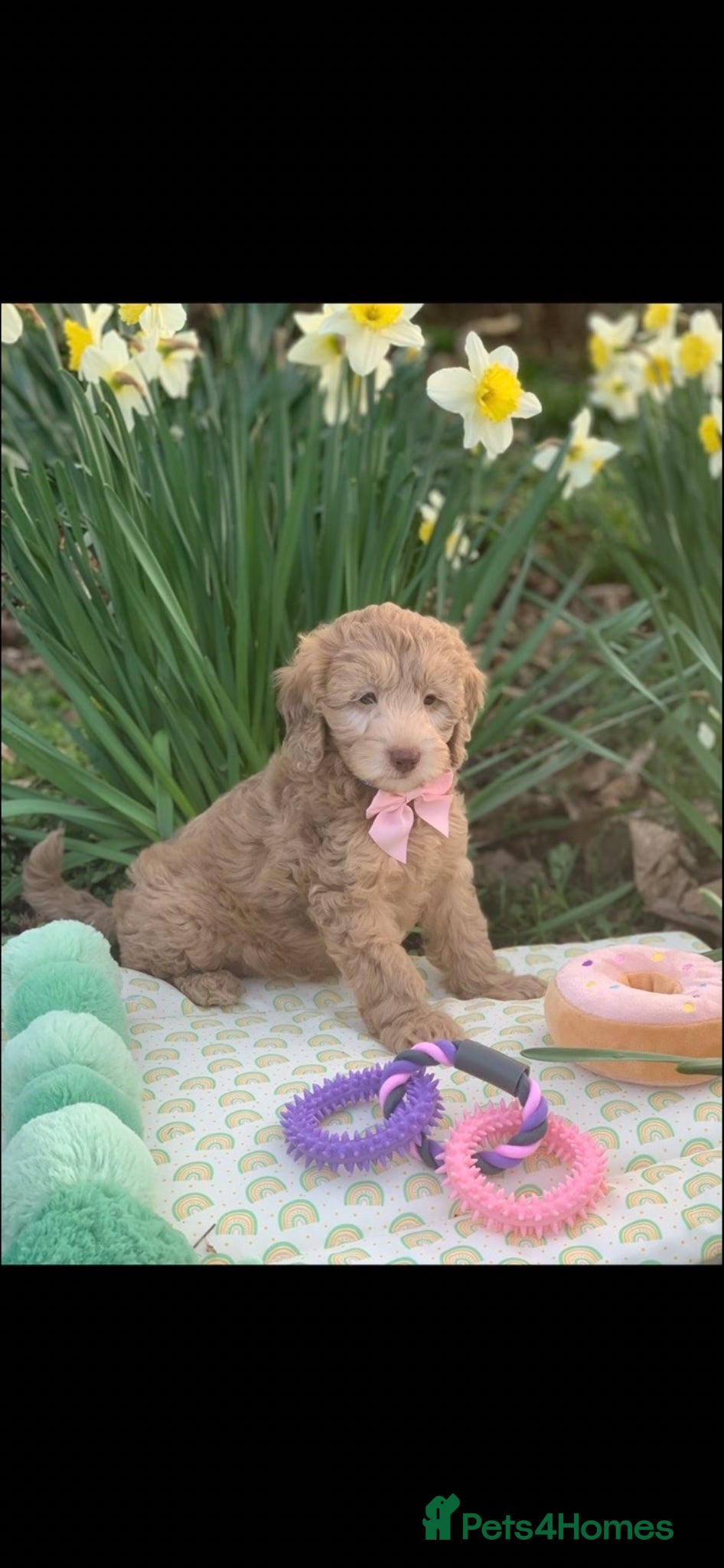 Cavapoo dogs Cavapoo boys and girls  - Advert 8