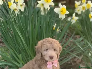 Cavapoo dogs Cavapoo boys and girls - Advert 8
