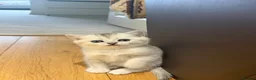 British Shorthair cats for sale: British Shorthair and Scottish Fold  - Advert 19