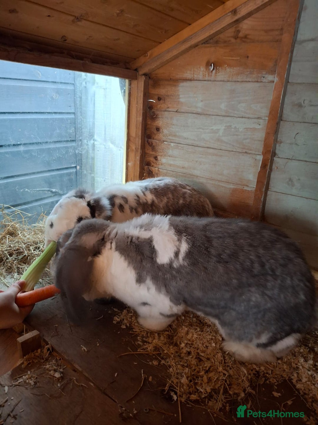 French Lop rabbits for sale: 2 French lop rabbits  - Image 10