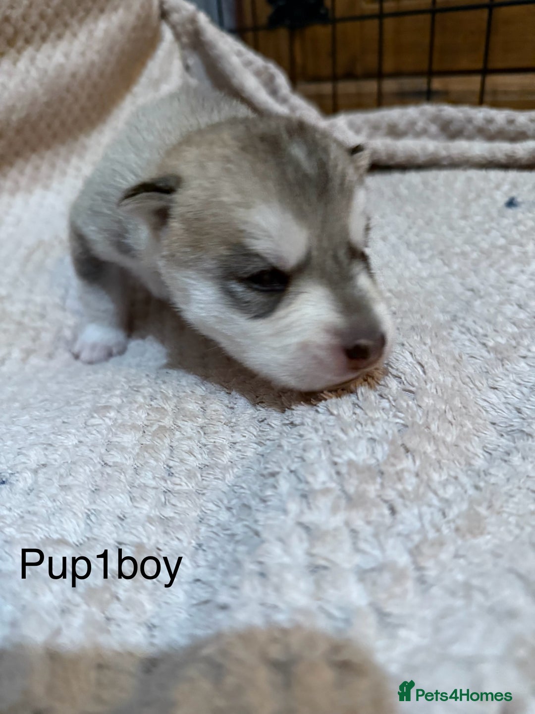 Utonagan dogs for sale: Siberian husky x malamute puppies - Image 8