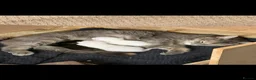 Mixed Breed cats for sale: 3 beautiful kittens in Bristol - Advert 5