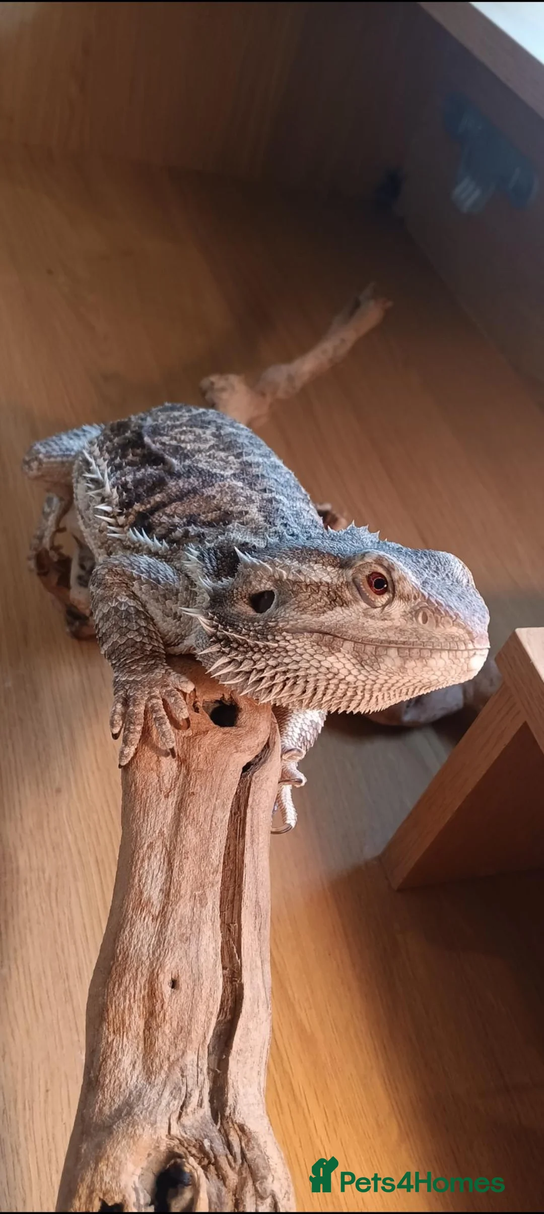 Bearded Dragon reptiles for sale: Bearded Dragon for Sale - Advert 2