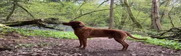 Hungarian Vizsla dogs for stud: Stunning Vizsla x Fox Red Lab for Stud (proven) in Bristol - Advert 5