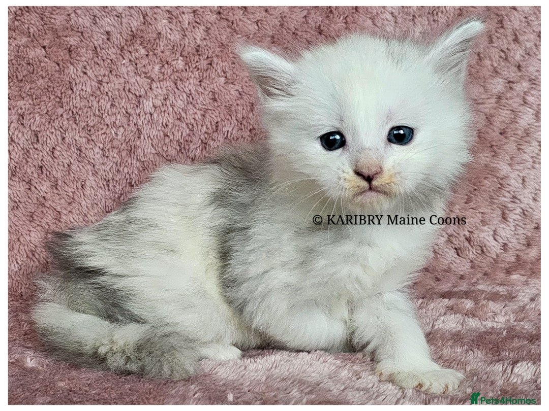 Maine Coon cats for sale: QUALITY TICA Registered Shaded,Shell ACTIVE - Advert 13