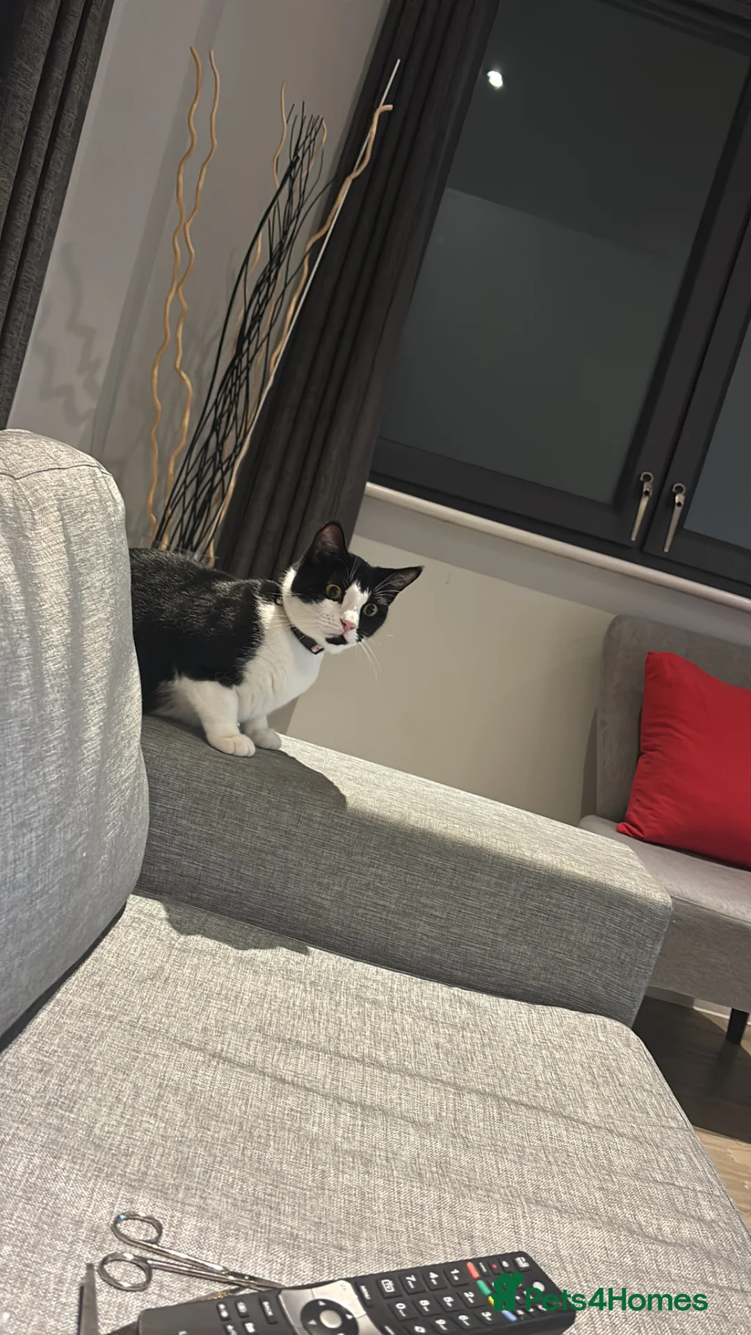 Mixed Breed cats for sale: 2 beautiful indoor cats.  in London - Advert 9